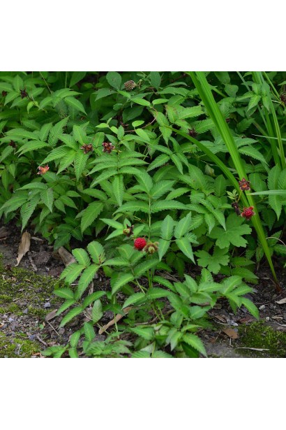 полунична малина